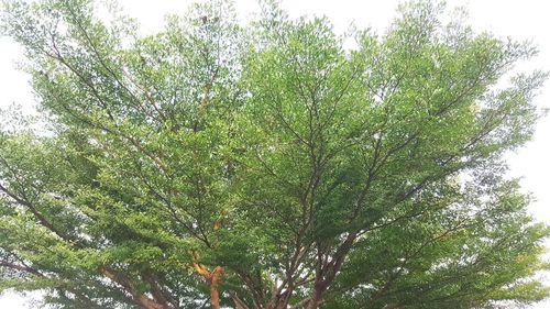 Low angle view of tree against sky