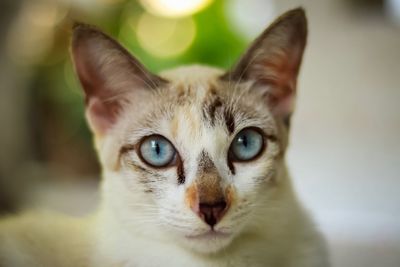 Close-up portrait of a cat