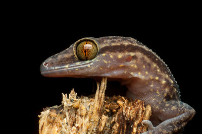 Close-up of lizard against black background