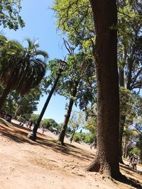 Palm trees against sky