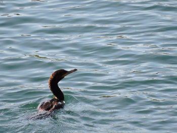 Bird in water