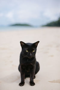 Portrait of a black cat