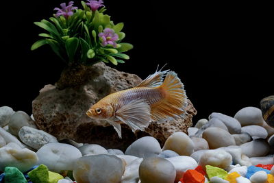 Fighting fish, siamese fish, in a fish tank decorated with pebbles and trees, black background.