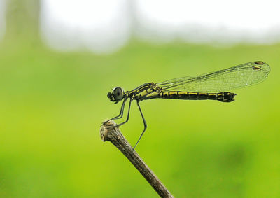 Close-up of damselfly on leaf