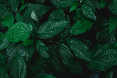 Full frame shot of green leaves