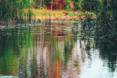 View of lake in forest