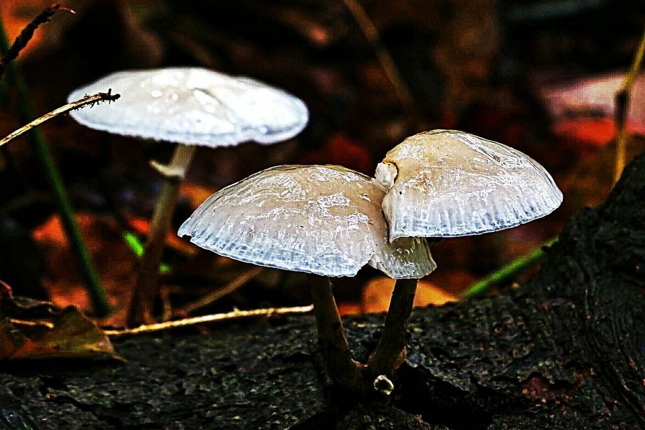 mushroom, fungus, toadstool, close-up, focus on foreground, nature, forest, beauty in nature, field, growth, fragility, day, outdoors, wildlife, no people, white color, animals in the wild, animal themes, grass, edible mushroom