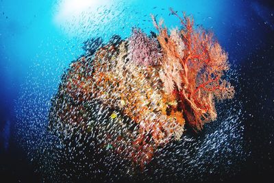 School of juvenile fish swimming around sea fans