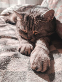 Close-up of cat sleeping on bed