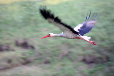 Close-up of bird flying