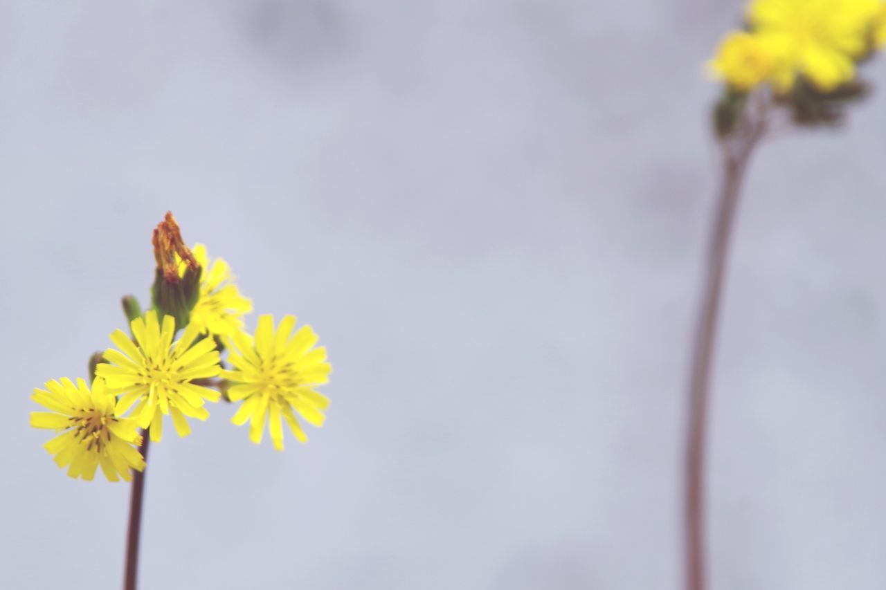 flower, yellow, fragility, freshness, petal, flower head, growth, beauty in nature, stem, close-up, nature, plant, in bloom, focus on foreground, blooming, blossom, botany, no people, outdoors, copy space