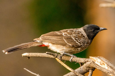 Close-up of bird perching on branch