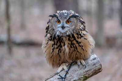 Portrait of owl perching on tree