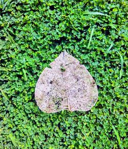 High angle view of ivy on ground