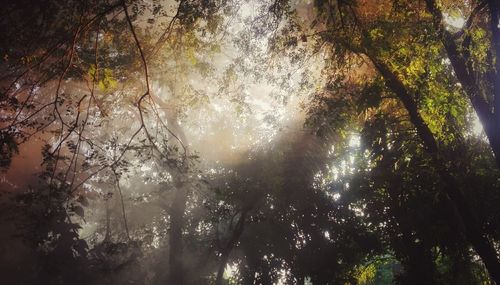Low angle view of trees in forest