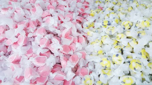 High angle view of pink flowering plants