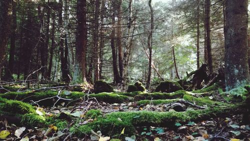 Trees growing in forest