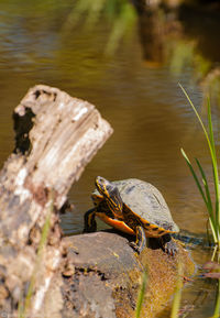 Close-up of crab in lake