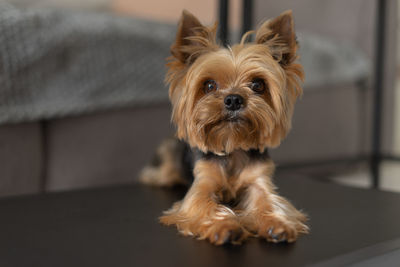 Portrait of dog at home