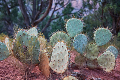 Close-up of cactus growing on field