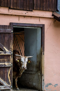 View of a cat looking through window of building