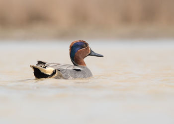 Teal swimming in lake