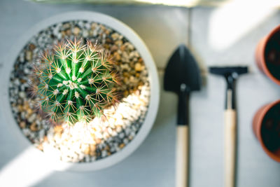 Directly above shot of potted plant on table