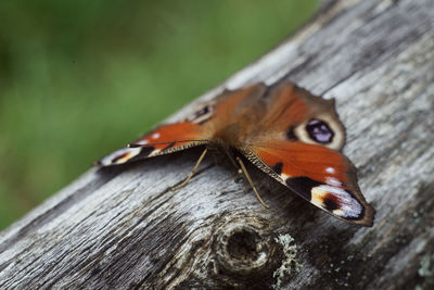 Close-up of butterfly on tree trunk