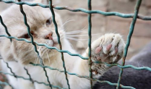 Close-up of a cat in cage
