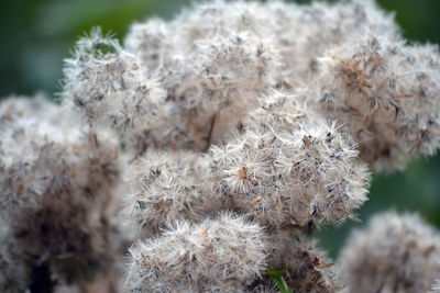 Close-up of white flowers