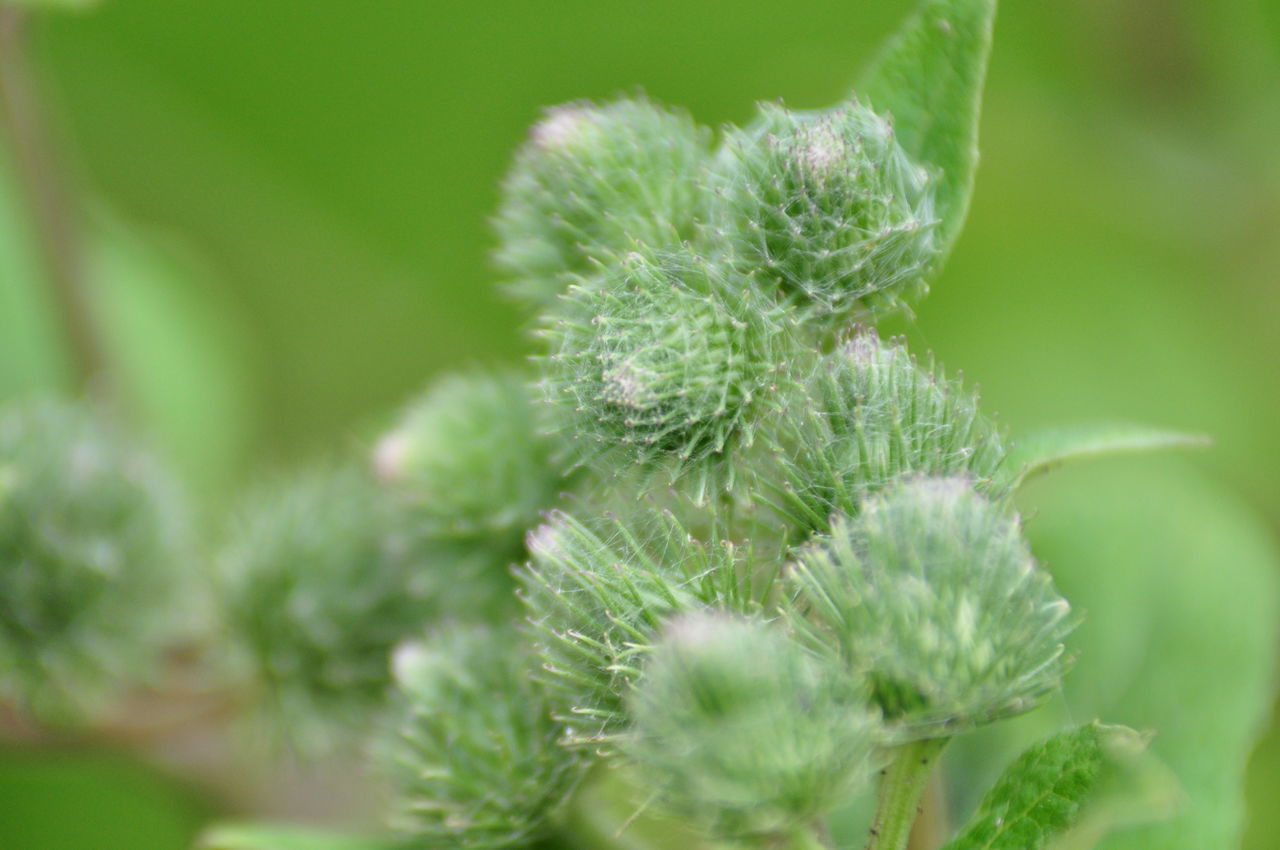 CLOSE-UP OF GREEN PLANT