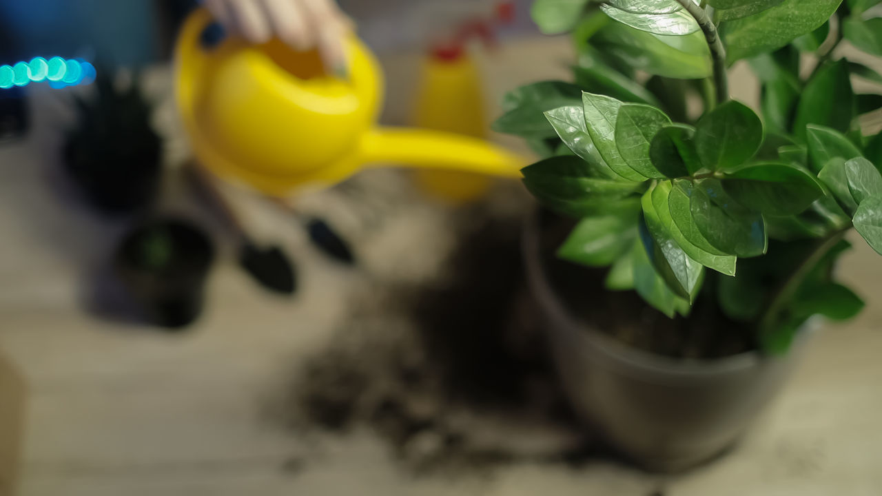 leaf, plant part, plant, flower, nature, growth, indoors, green, food and drink, close-up, no people, food, freshness, yellow, herb, selective focus, potted plant, focus on foreground
