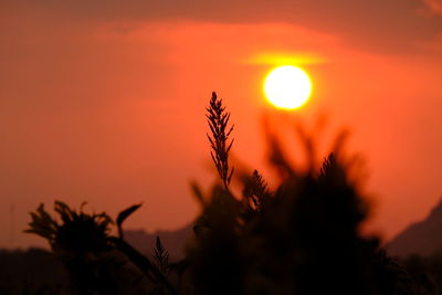 Close-up of silhouette plants against romantic sky at sunset