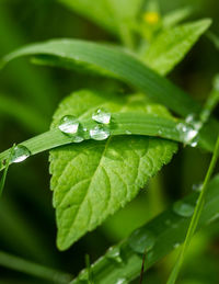 Close-up of raindrops on green leaves