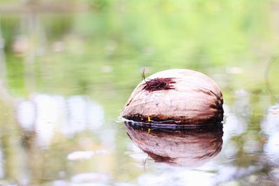 Close-up of duck in lake