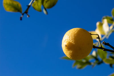 Low angle view of lemon