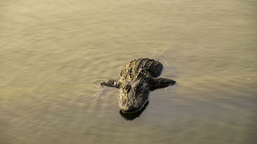 High angle view of crocodile in lake