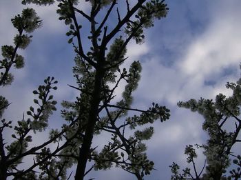 Low angle view of trees against cloudy sky