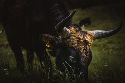 Cow in a field