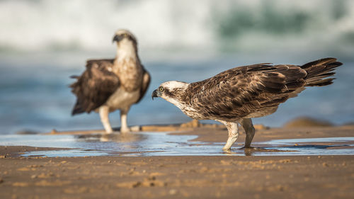 View of birds on beach