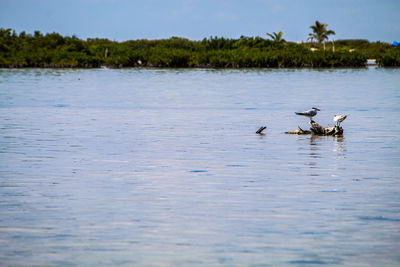 Ducks swimming in lake