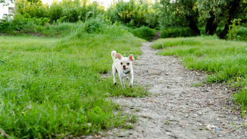 Portrait of a dog on field