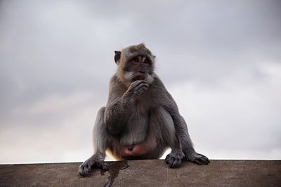 Monkey on rock against sky