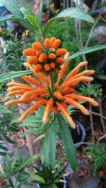 Close-up of orange flowers