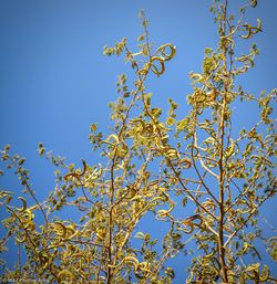 Low angle view of trees against clear blue sky