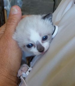 Close-up of kitten on bed