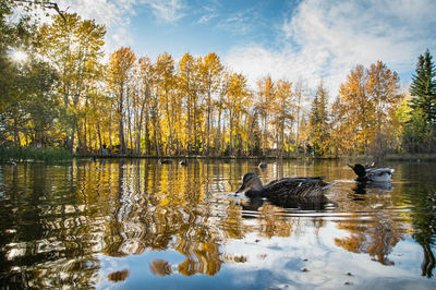 Mallard ducks swimming in lake against trees