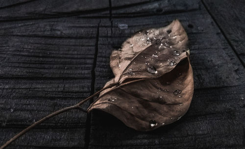 High angle view of dried leaf on table