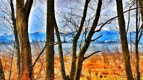 Trees in forest against sky