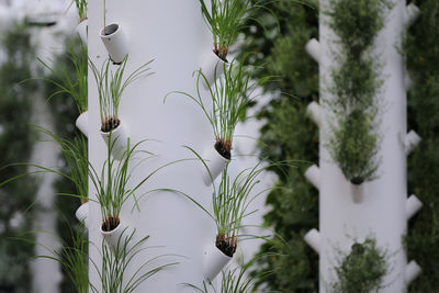 Close-up of plants against blurred background